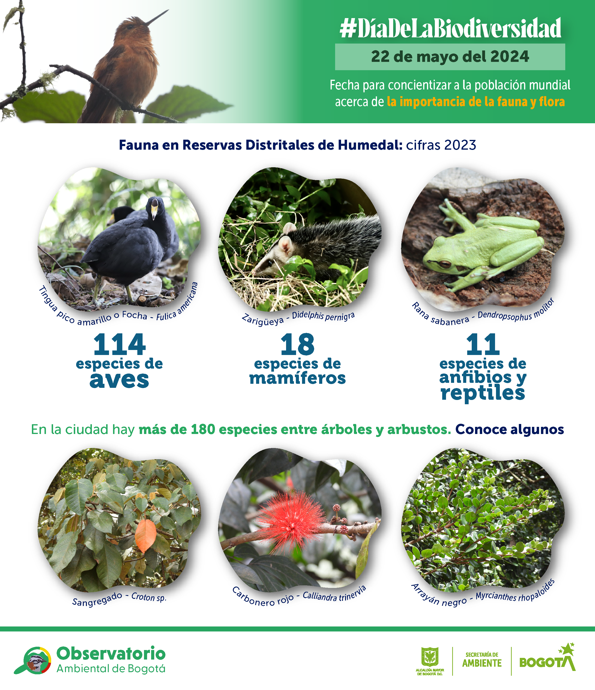 Infografía OAB: Día Internacional de la Biodiversidad