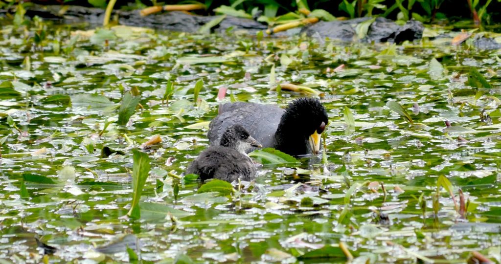 Tingua pico amarillo (Fulica americana) : foto SDA