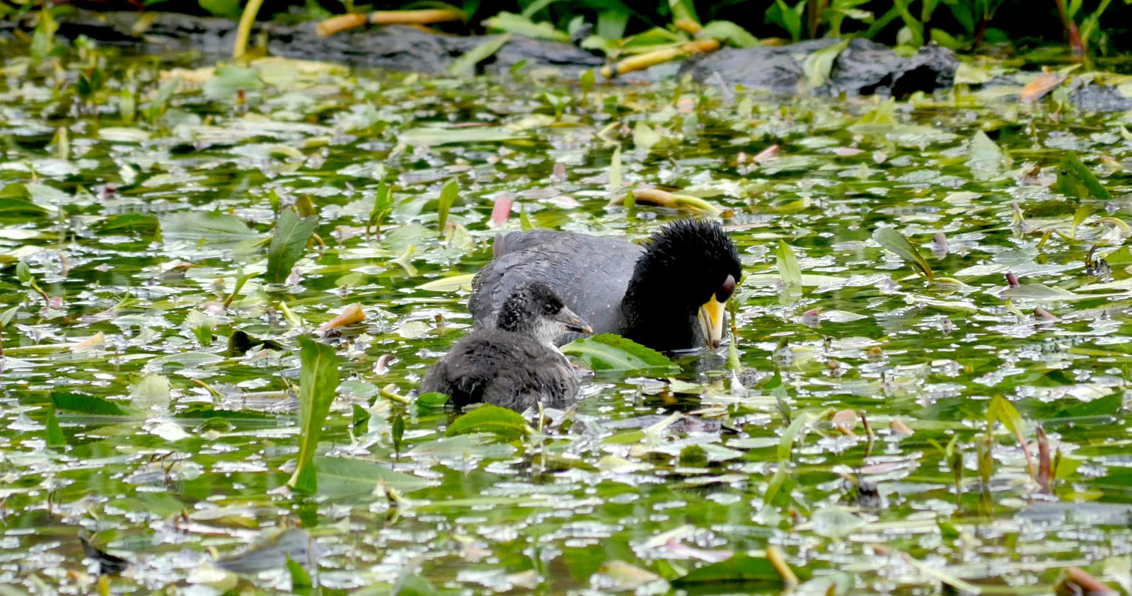 Tingua pico amarillo (Fulica americana) : foto SDA