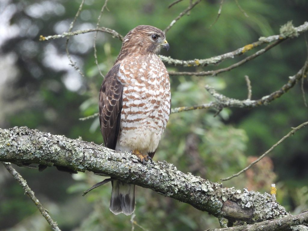 Buteo platypterus - Gina Patiño