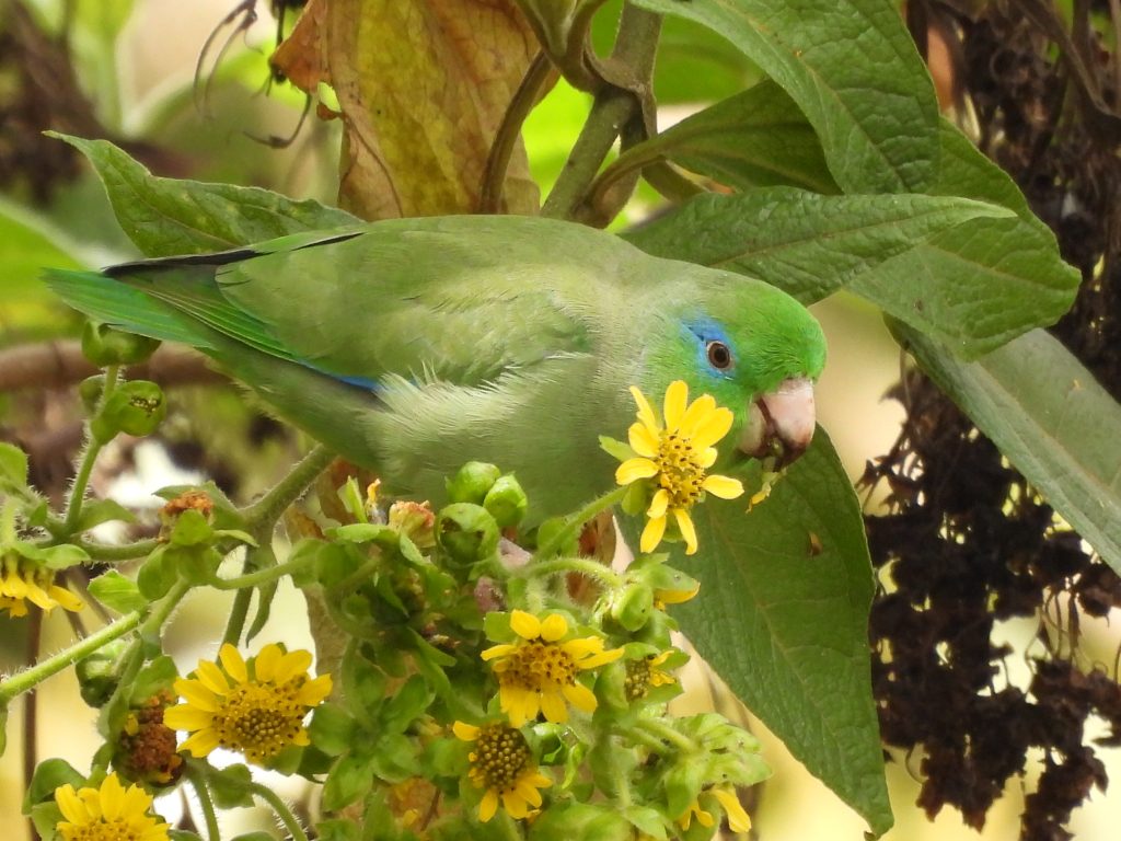 Forpus conspicillatus - Gina Patiño