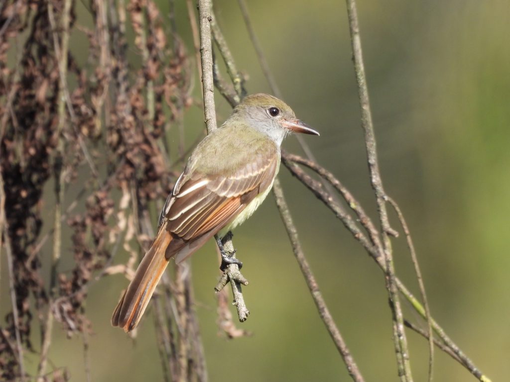 Myiarchus crinitus