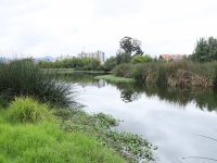 Reserva Distrital de Humedal El Burro : foto SDA