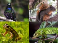 Fotografías de fauna aportadas por la ciudadanía para la Guía Bogotá Silvestre.