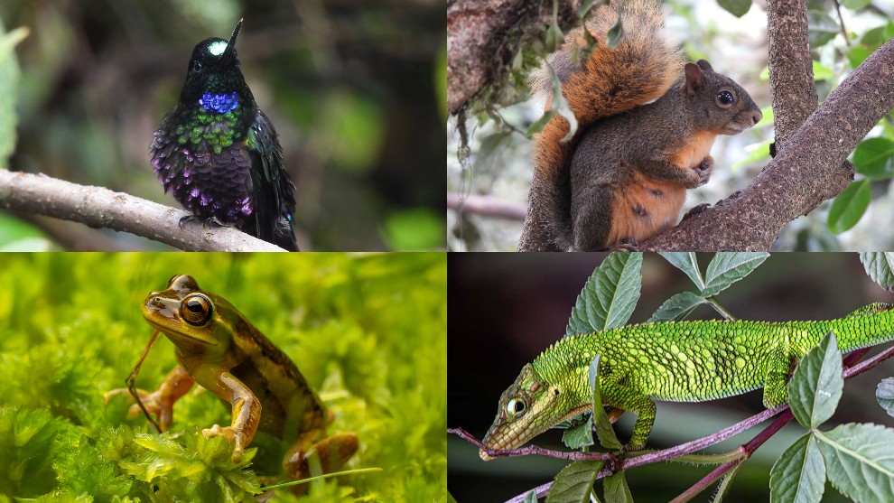 Fotografías de fauna aportadas por la ciudadanía para la Guía Bogotá Silvestre.