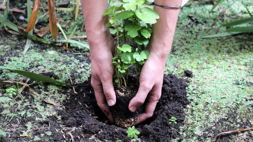 Número de ha restauradas: foto SDA