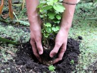 Número de ha restauradas: foto SDA