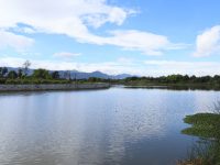 Foto: Reserva Distrital de Humeda Juan Amarillo - Tibabuyes SDA.