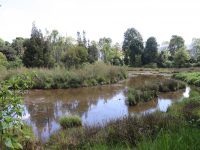 Foto: Reserva Distrital de Humedal El Salitre - SDA. Localidad: Barrios Unidos