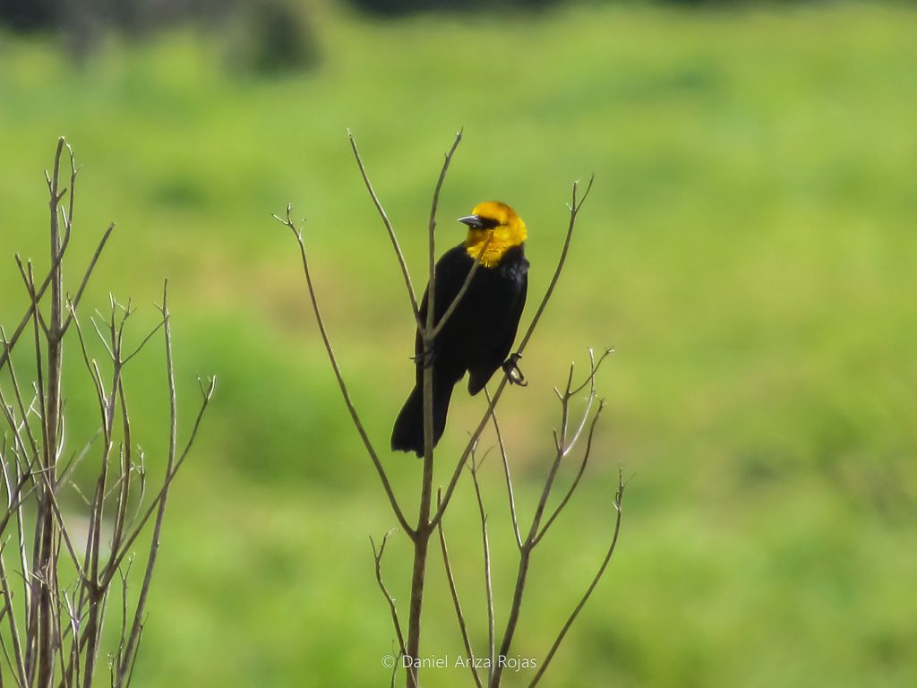 Monjita bogotana (Chrysomus icterocephalus): foto Daniel Ariza Rojas