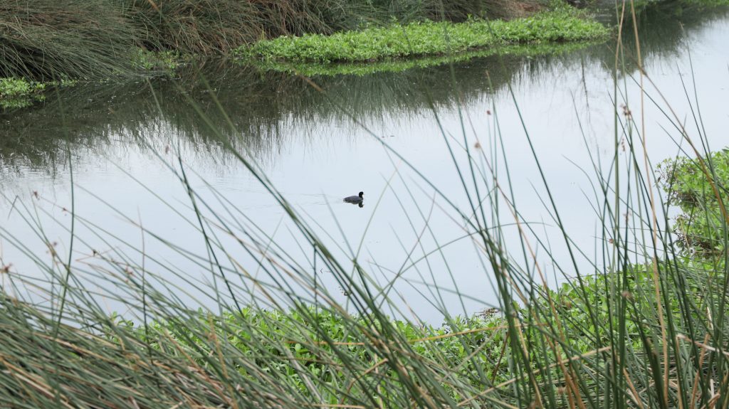 Reserva Distrital de Humedal El Burro: foto SDA