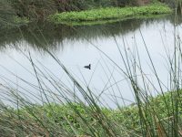 Reserva Distrital de Humedal El Burro: foto SDA