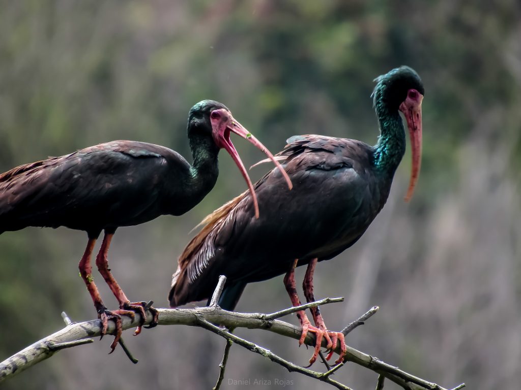 Phimosus infuscatus 1-3