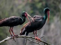 Coquito o ibis ( Phimosus infuscatus) foto Daniel Ariza Rojas