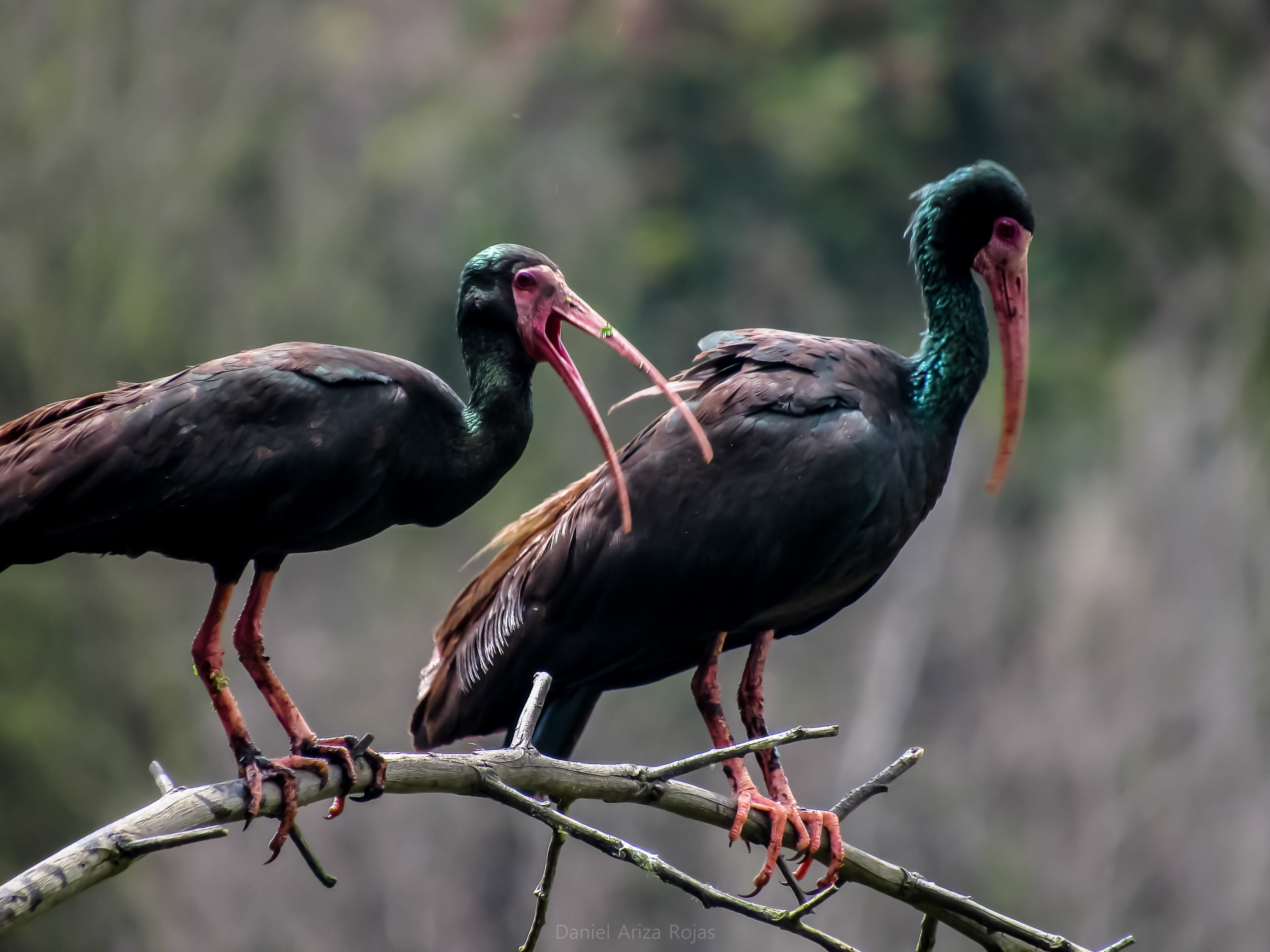Coquito o ibis ( Phimosus infuscatus) foto Daniel Ariza Rojas