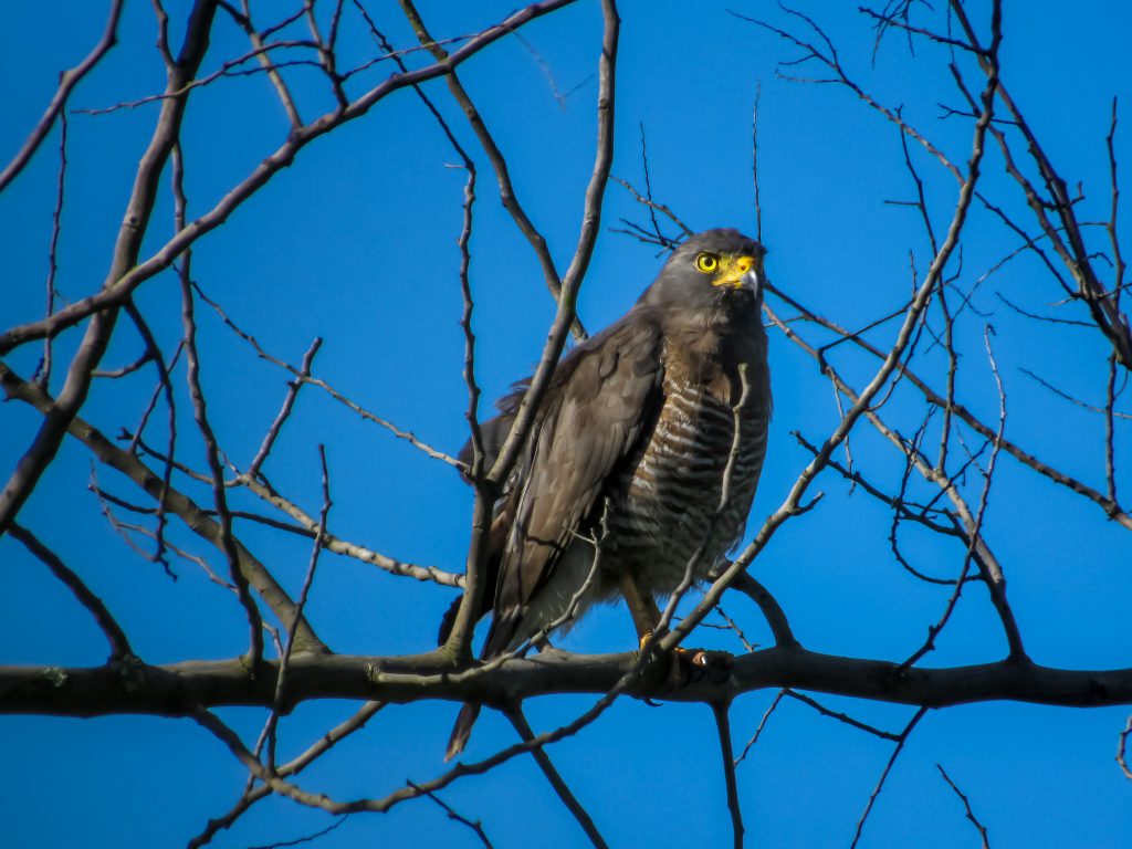 Gavilán pollero (Rupornis magnirostris) foto: Daniel Ariza Rojas