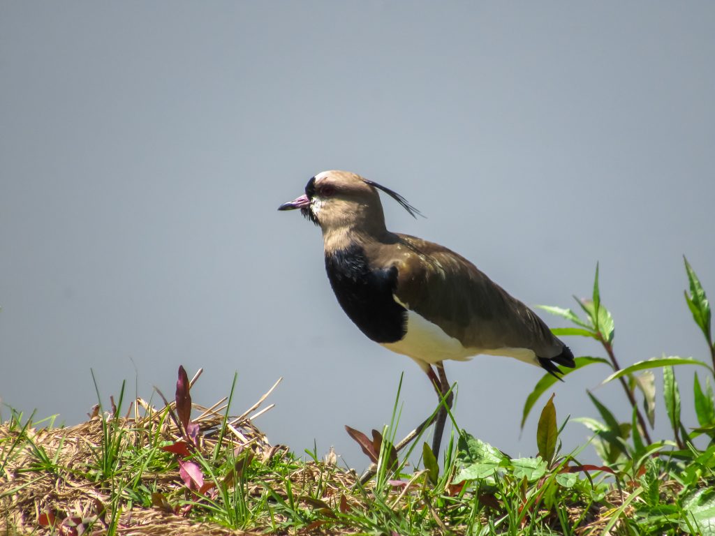 Alcaraván (Vanellus chilensis) foto: Daniel Ariza Rojas.