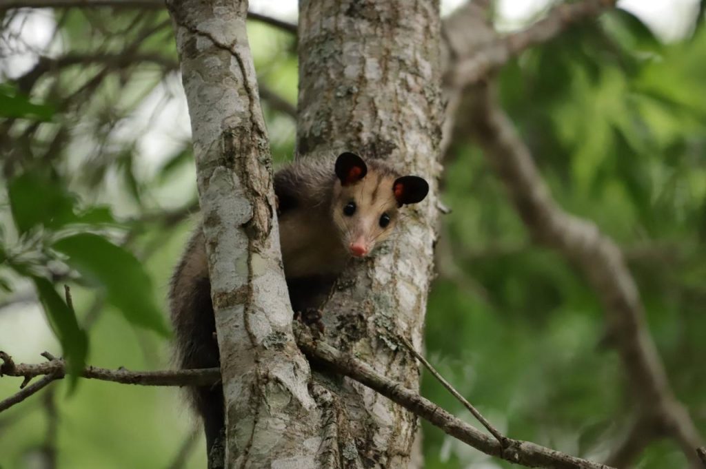 WhatsApp Image 2025-03-10 at 11.27.38 AM