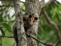 Foto: Zarigüeya andina (Didelphis pernigra)
