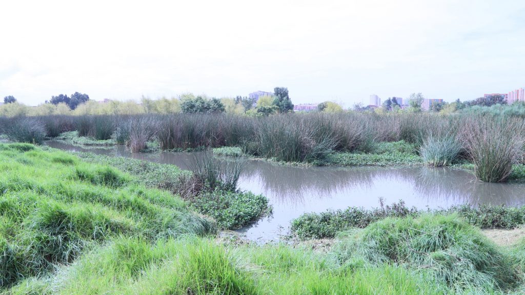 Reserva Distrital de Humedal Capellanía: foto SDA