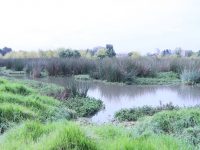 Reserva Distrital de Humedal Capellanía: foto SDA