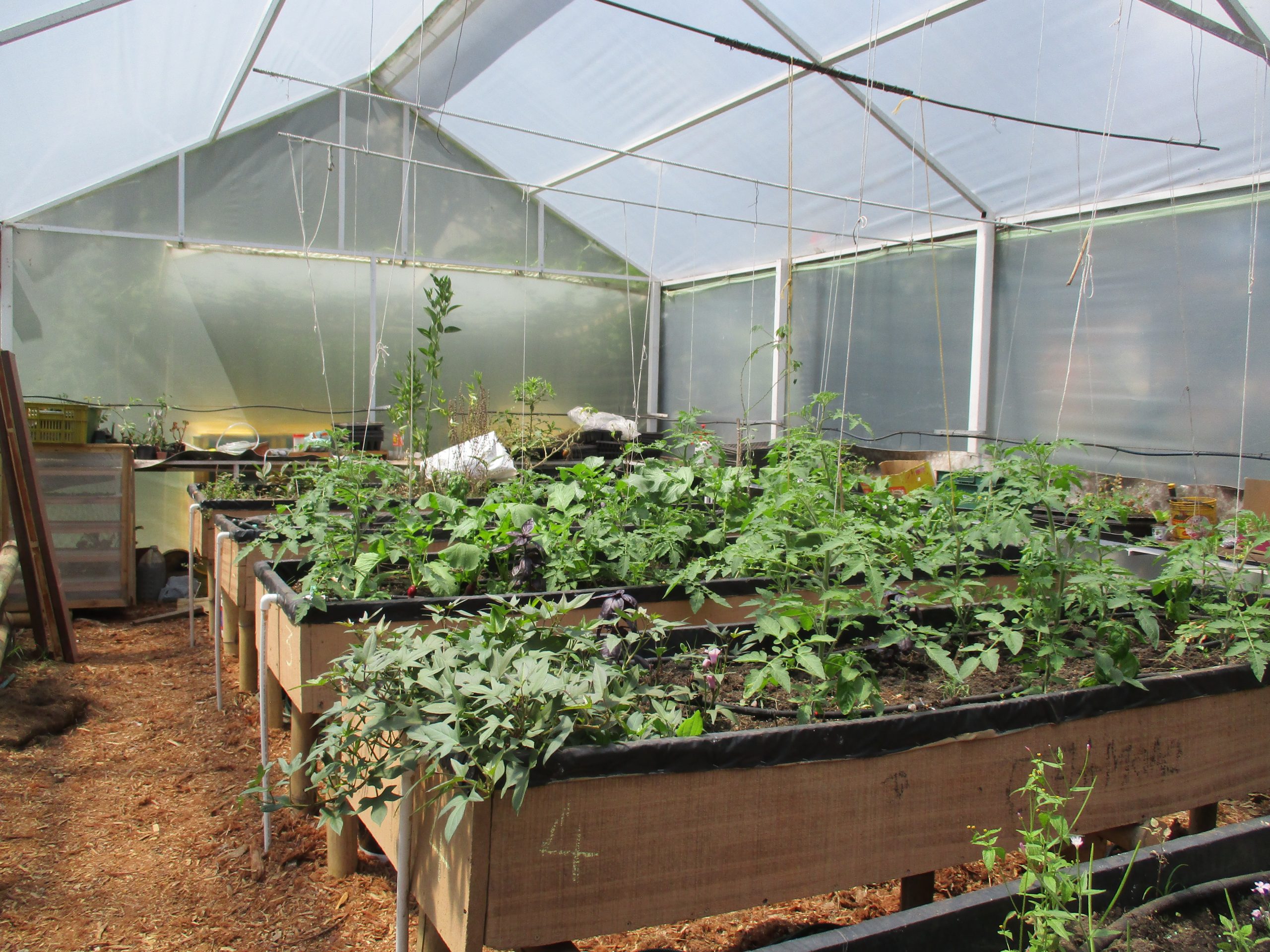 Red Agroecológica de Puente Aranda: foto Juliana Gómez- equipo OAB