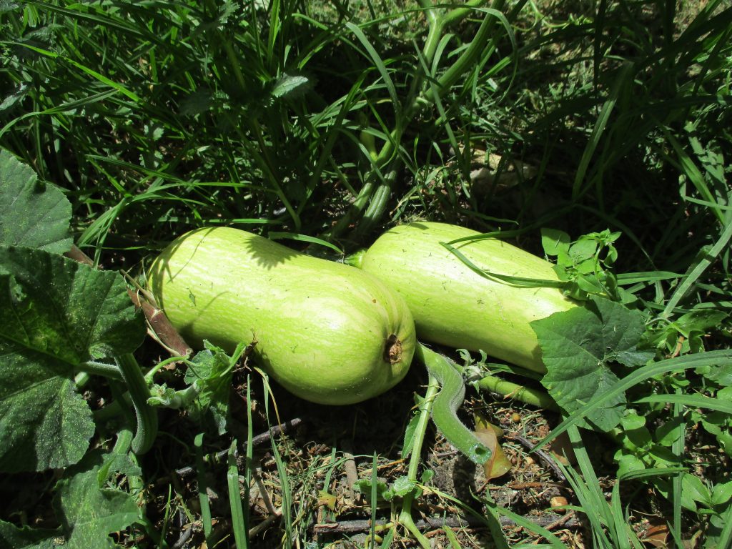 Red Agroecológica de Puente Aranda: foto Juliana Gómez- equipo OAB