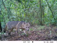 Zorro perruno (Cerdocyon thous) : foto del grupo de monitoreo de la Secretaría Distrital de Ambiente