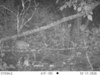 Curí de Bogotá (Cavia anolaimae): video del grupo de monitoreo de la Subdirección de Biodiversidad SDA