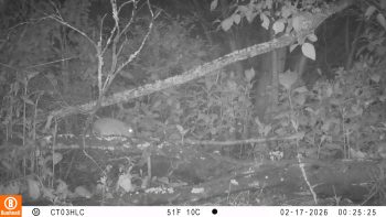 Curí de Bogotá (Cavia anolaimae): video del grupo de monitoreo de la Subdirección de Biodiversidad SDA