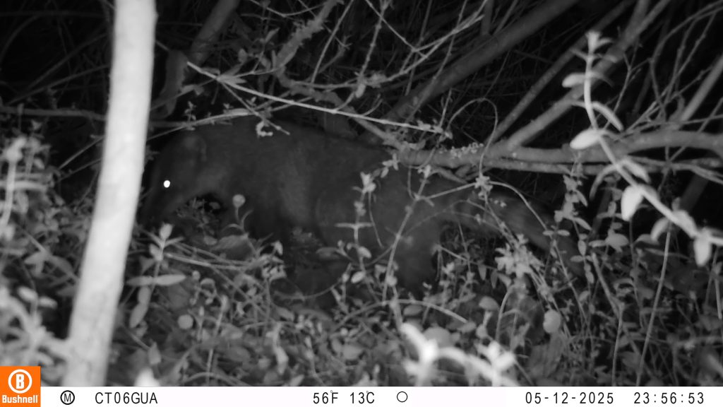 Foto: Cusumbo o coatí de montaña (Nasua olivacea) registrado mediante cámara trampa en la Reserva Distrital de Humedal Torca–Guaymaral, Bogotá D. C, 2025. Archivo de registros del Grupo de Monitoreo.