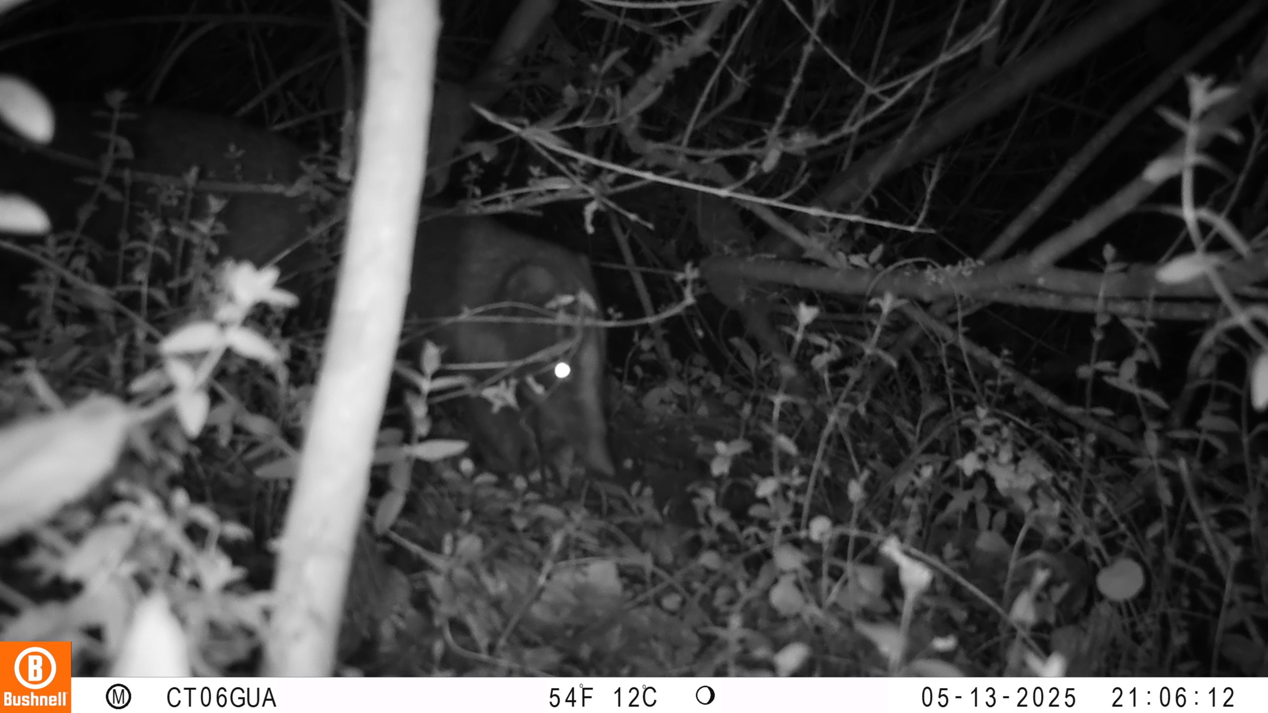 Foto: Cusumbo o coatí de montaña (Nasua olivacea) registrado mediante cámara trampa en la Reserva Distrital de Humedal Torca–Guaymaral, Bogotá D. C, 2025. Archivo de registros del Grupo de Monitoreo.