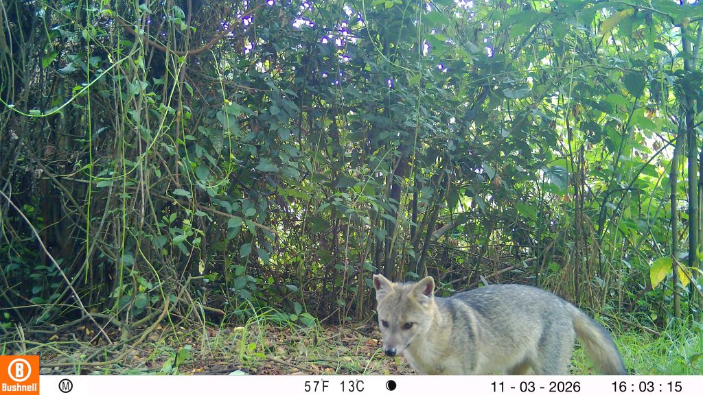 Zorro perruno (Cerdocyon thous) : foto del grupo de monitoreo de la Secretaría Distrital de Ambiente