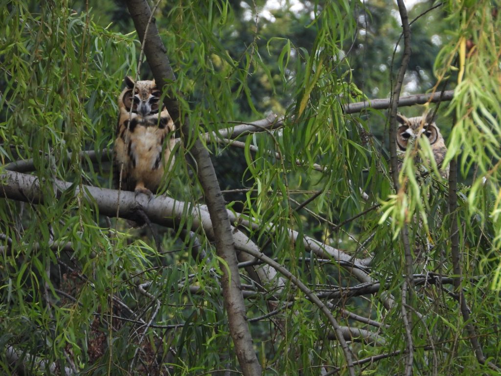 Fotografía de archivo Grupo de monitoreo de la Secretaría Distrital de Ambiente
