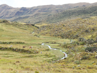 Captura de pantalla de la estrategia Bogotá Biodiversa del Observatorio Ambiental de Bogotá.