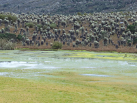 Captura de pantalla de la estrategia Bogotá Biodiversa del Observatorio Ambiental de Bogotá.