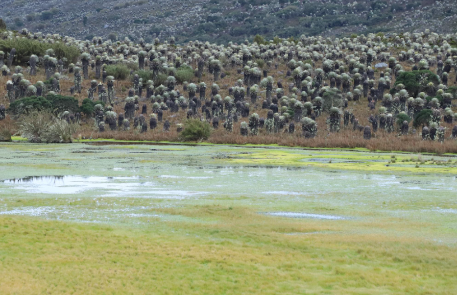 Captura de pantalla de la estrategia Bogotá Biodiversa del Observatorio Ambiental de Bogotá.