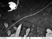 Foto: Cusumbo o coatí de montaña (Nasua olivacea) registrado mediante cámara trampa en la Reserva Distrital de Humedal Torca–Guaymaral, Bogotá D. C, 2025. Archivo de registros del Grupo de Monitoreo.