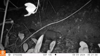 Foto: Cusumbo o coatí de montaña (Nasua olivacea) registrado mediante cámara trampa en la Reserva Distrital de Humedal Torca–Guaymaral, Bogotá D. C, 2025. Archivo de registros del Grupo de Monitoreo.
