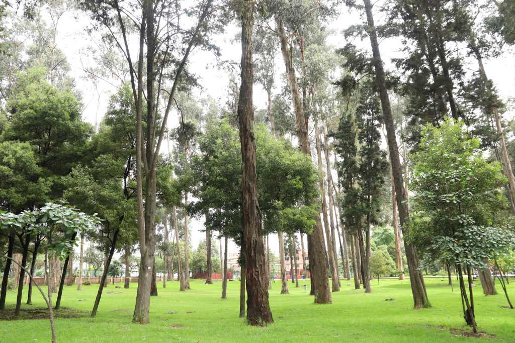 Fotografía: Secretaría Distrital de Ambiental