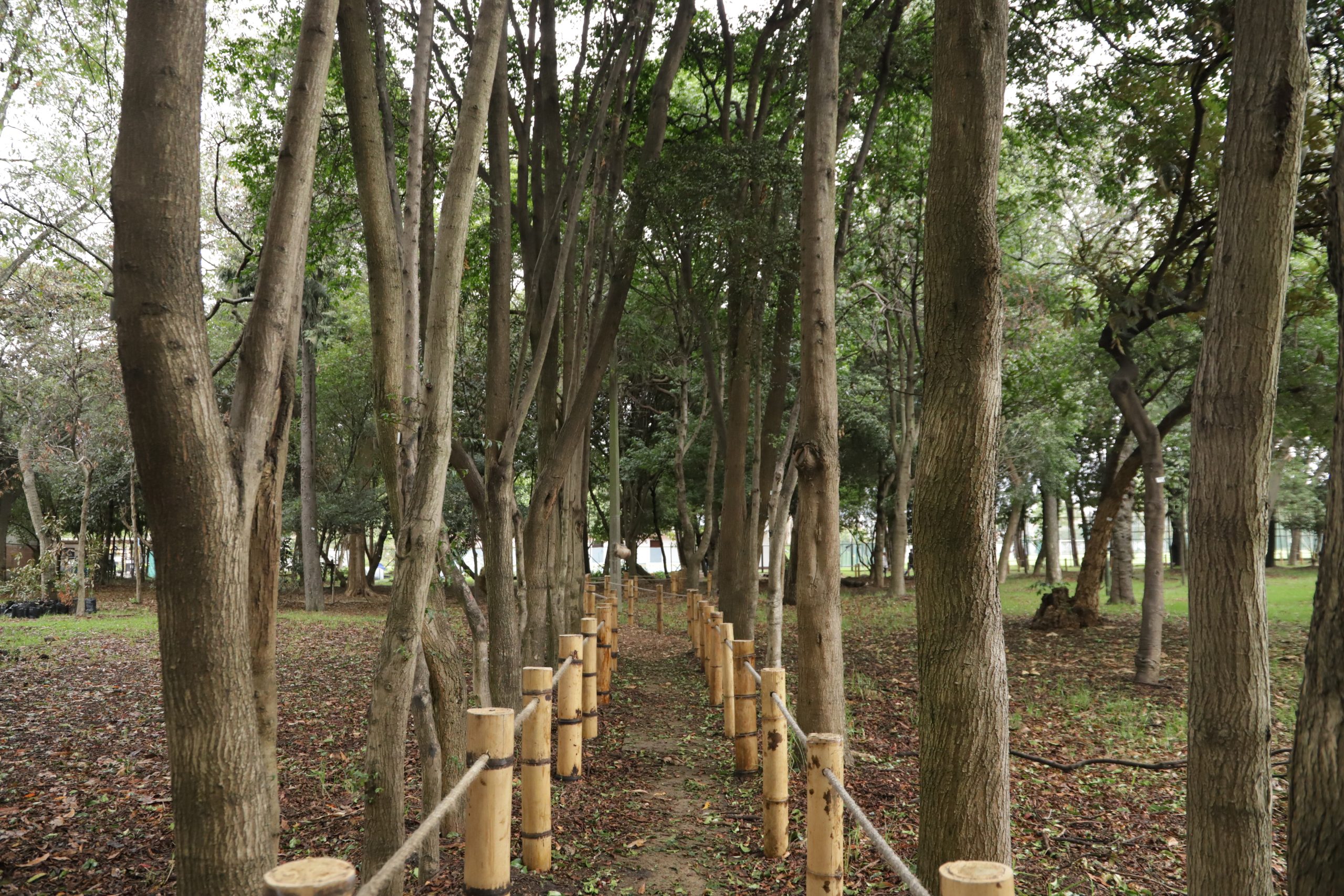 Bosque urbano Ciudad Montes : foto SDA