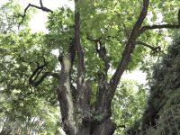 Fotografía Secretaría de Ambiente
