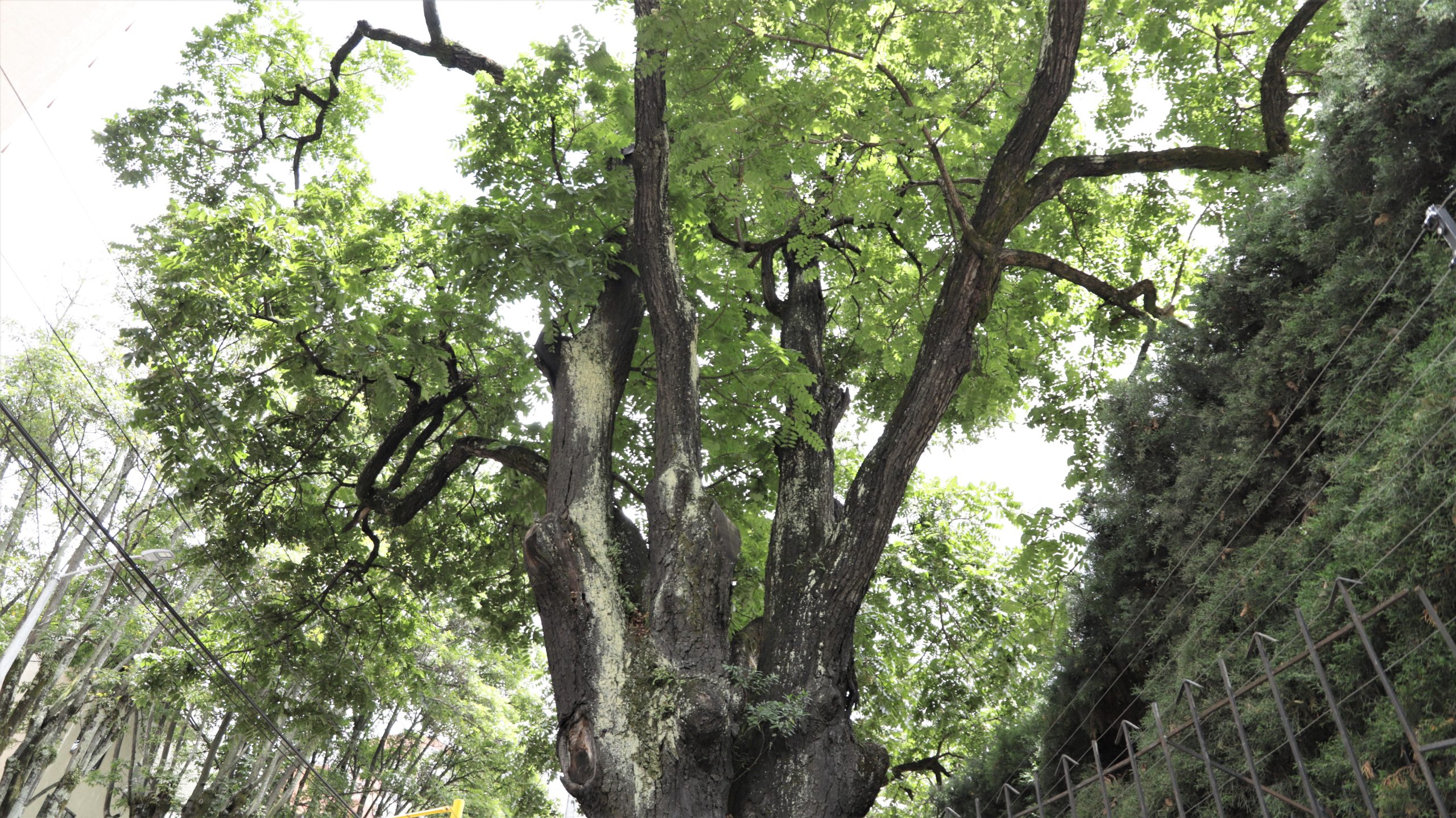 Fotografía Secretaría de Ambiente
